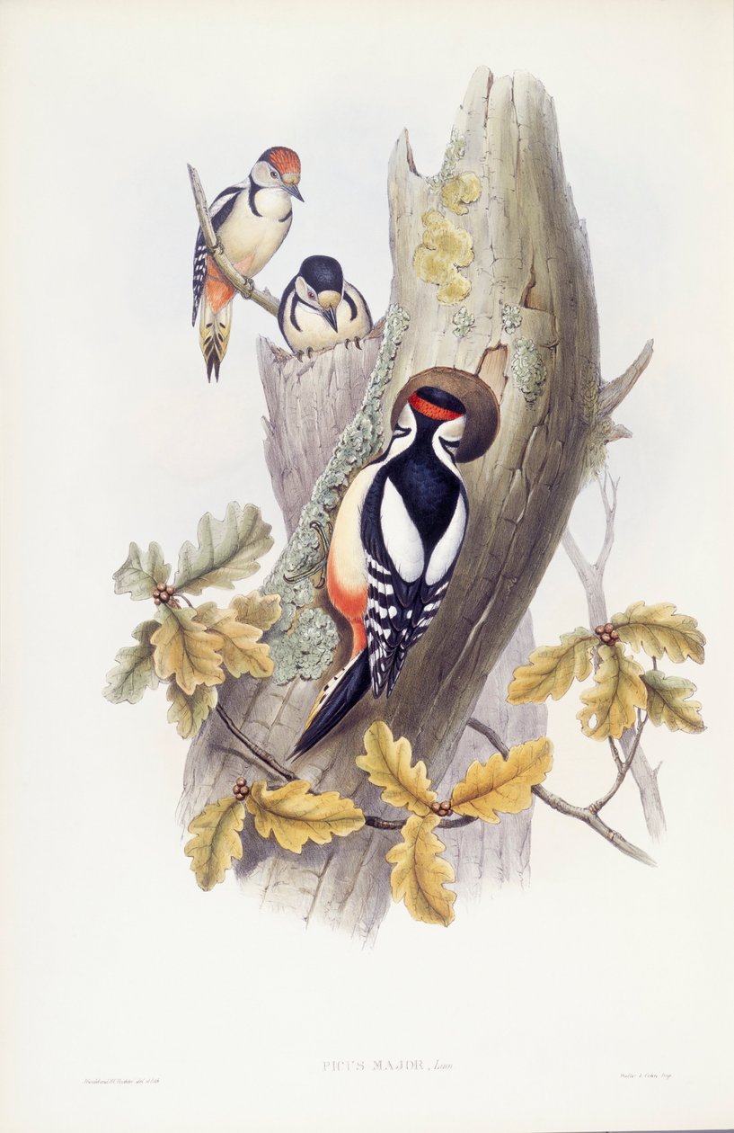 Stor hackspett (Dendrocopos major), Gravyr av John Gould av John Gould