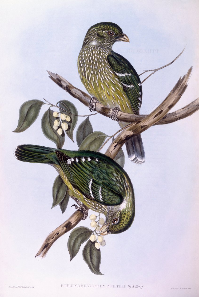 Grön kattfågel (Ailuroedus crassirostris), gravyr av John Gould av John Gould