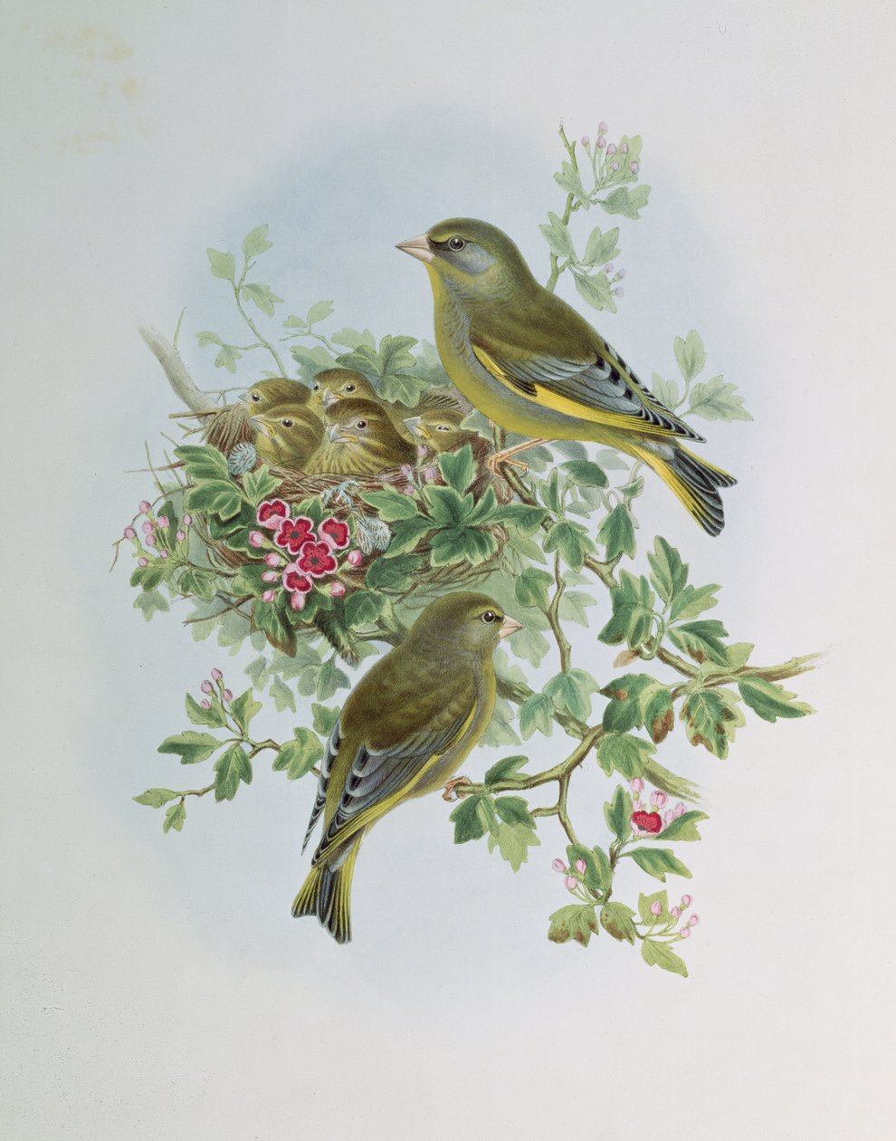 Grönfink av John Gould