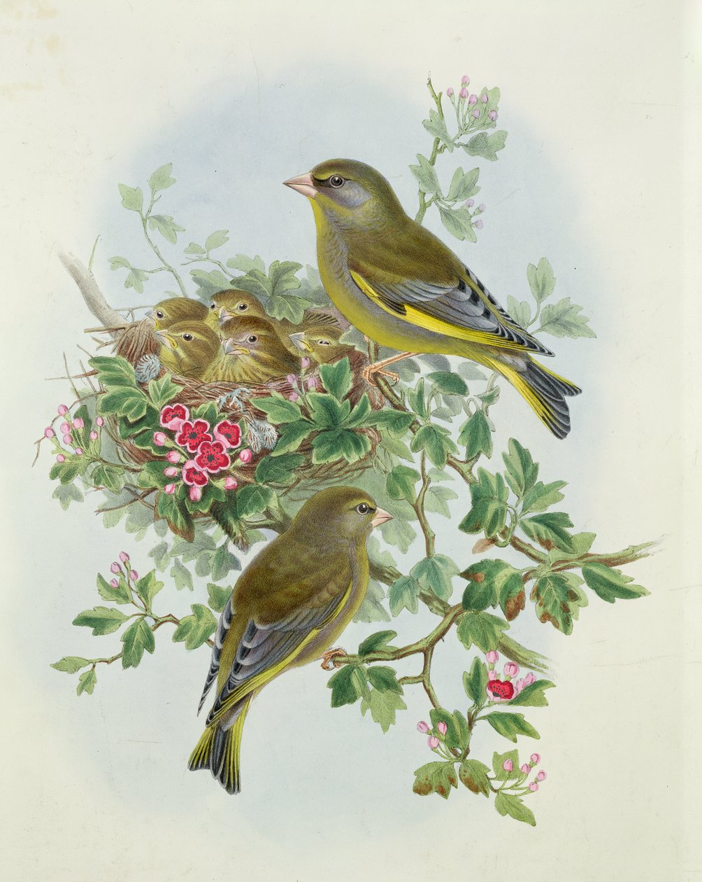 Grönfink, 1873 (wc, penna på papper) av John Gould