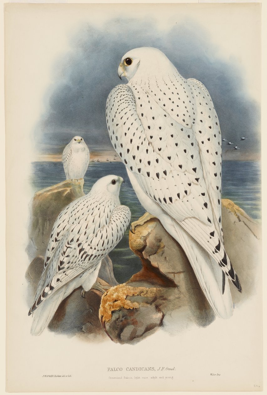 Grönlandsfalk av John Gould