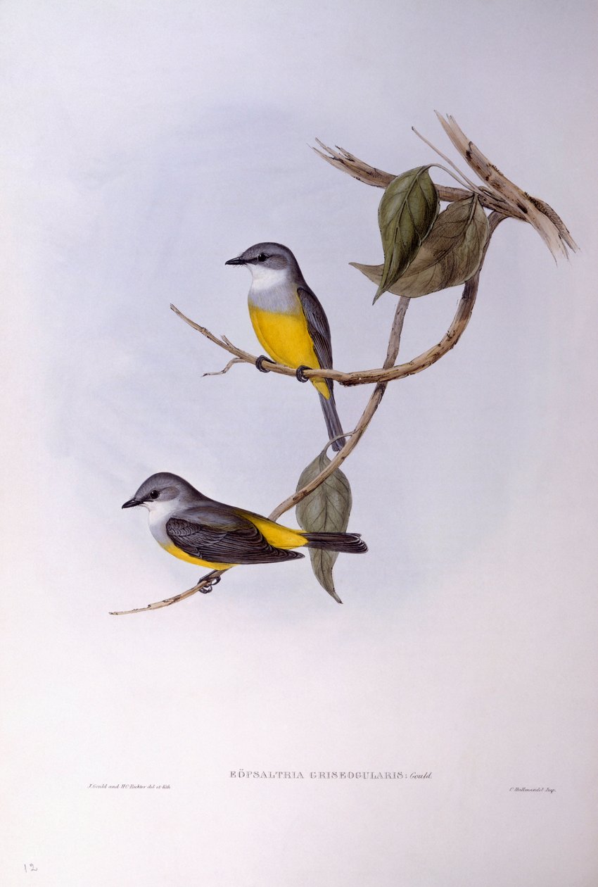 Gråbröst rödhake (Eopsaltria griseogularis), Gravyr av John Gould av John Gould