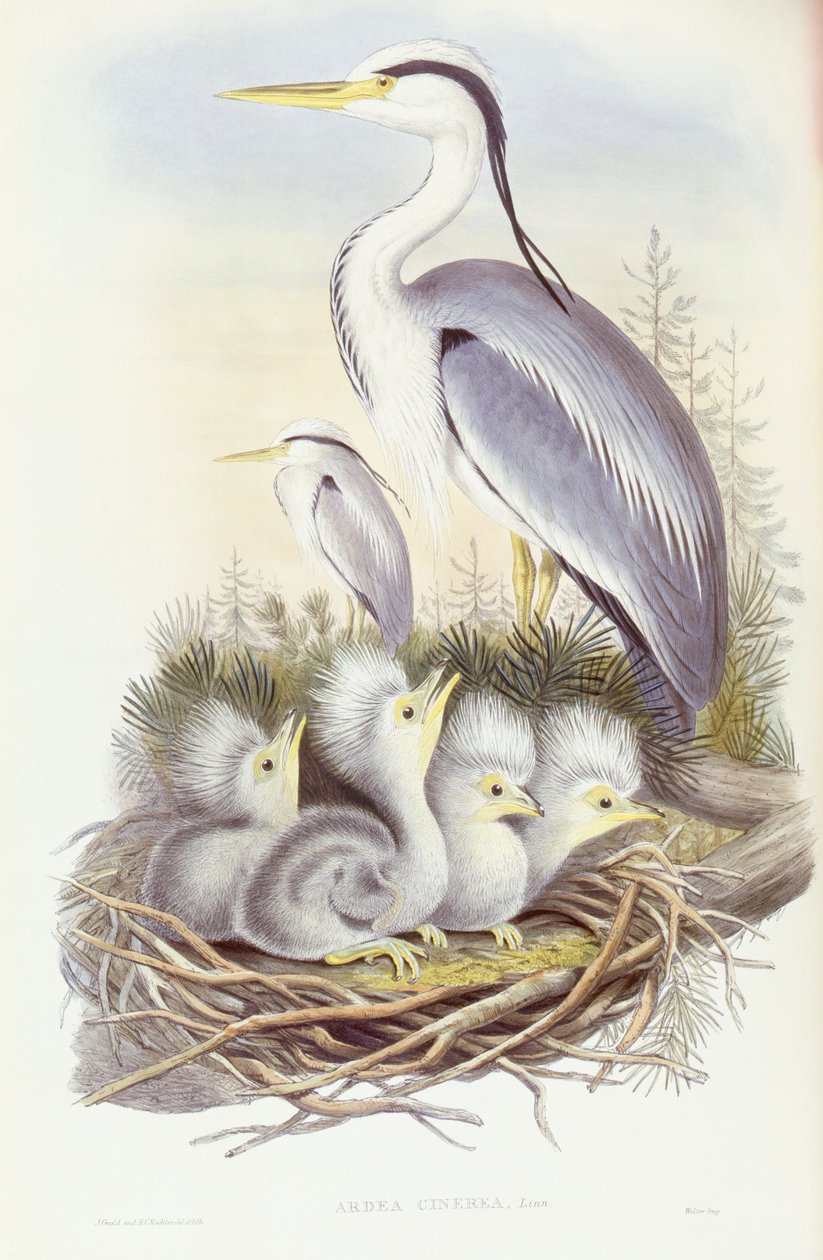Gråhäger (Ardea cinerea), Gravyr av John Gould av John Gould