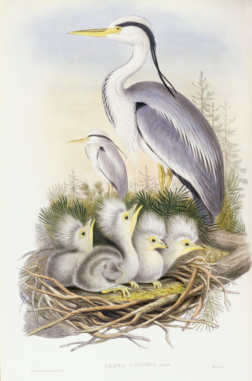 Gråhäger (Ardea cinerea), Gravyr av John Gould av John Gould