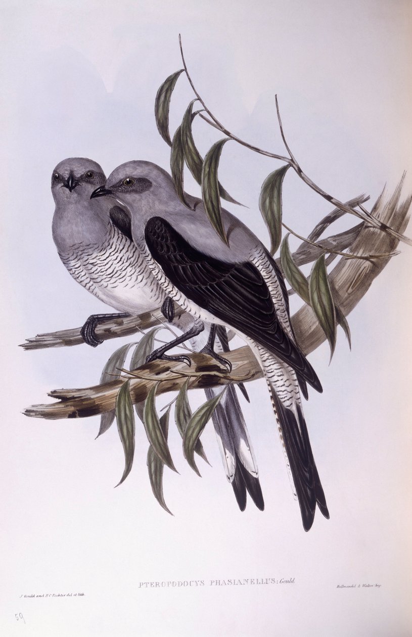 Jordgök (Coracina maxima), Gravyr av John Gould av John Gould