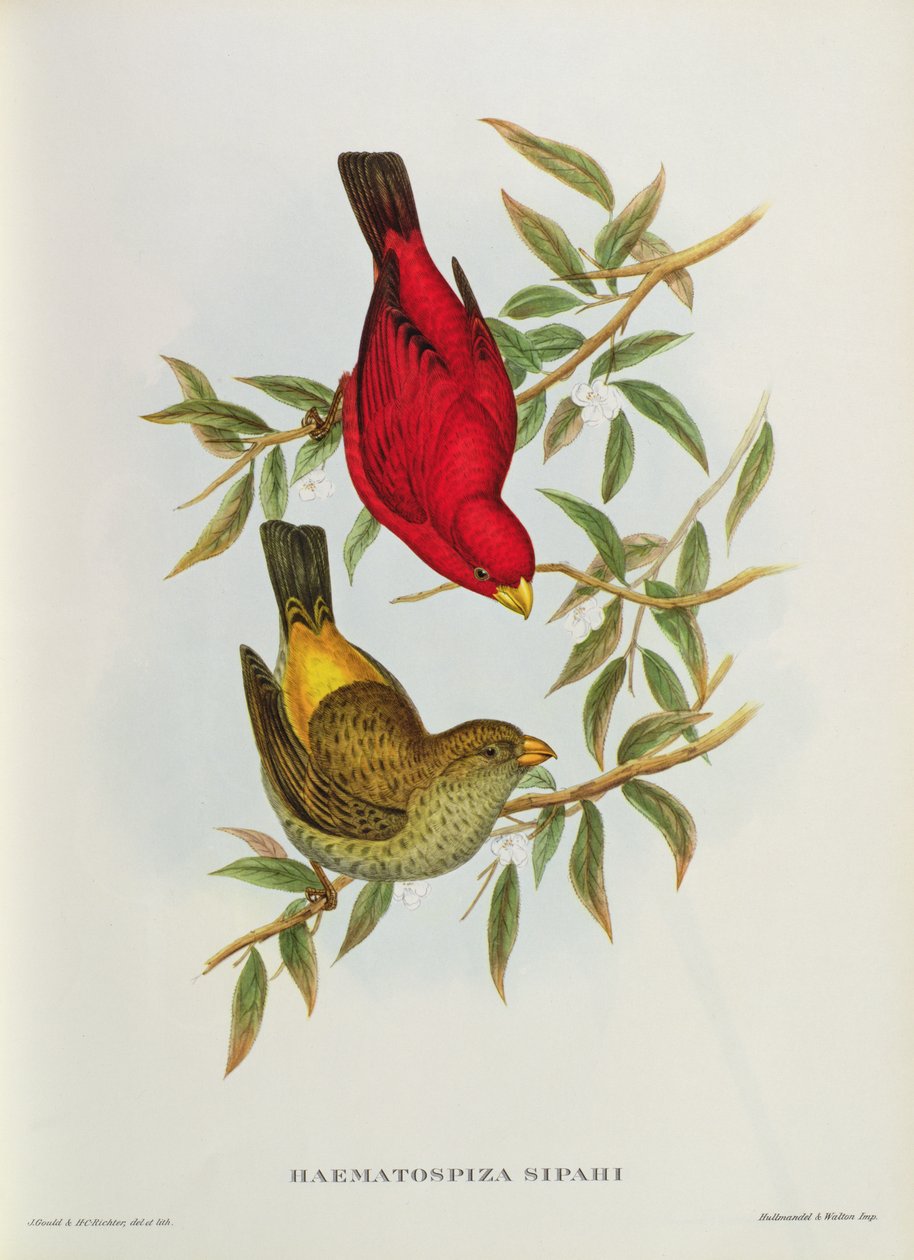 Haematospiza Sipahi, illustration från 