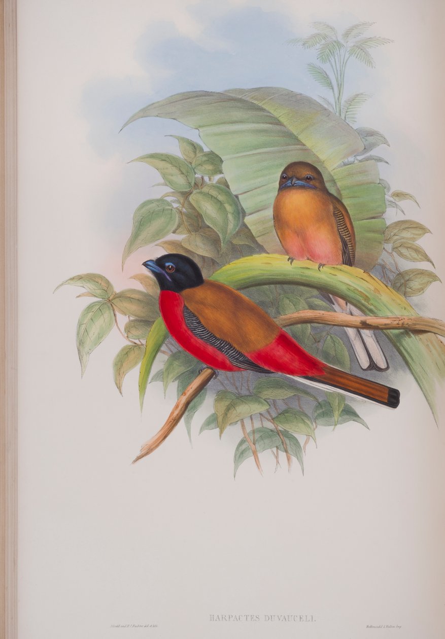 Harpactes Duvauceli, tallrik från The Birds of Great Britain av John Gould, publicerad 1862-73 (handfärgad litho) av John Gould
