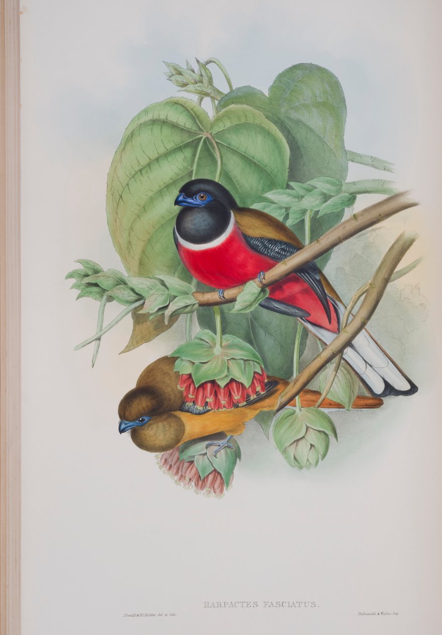 Harpactes Fasciatus, tallrik från The Birds of Great Britain av John Gould, publicerad 1862-73 (handfärgad litho) av John Gould