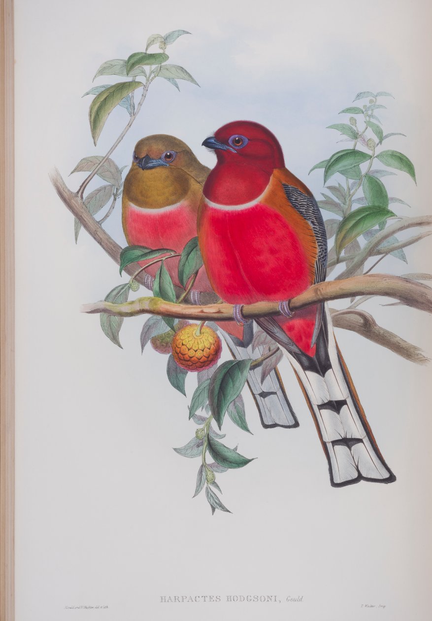 Harpactes Hodgsoni, tallrik från The Birds of Great Britain av John Gould, publicerad 1862-73 (handfärgad litho) av John Gould