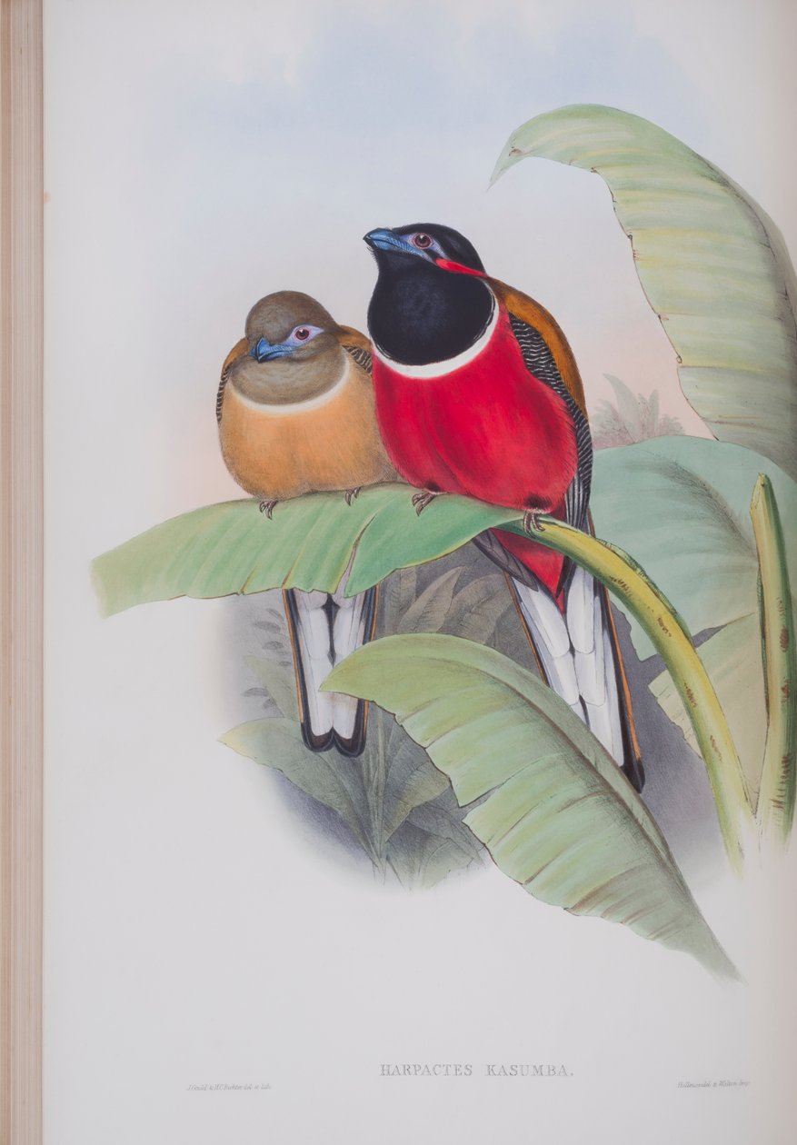 Harpactes Kasumba, tallrik från The Birds of Great Britain av John Gould, publicerad 1862-73 (handfärgad litho) av John Gould