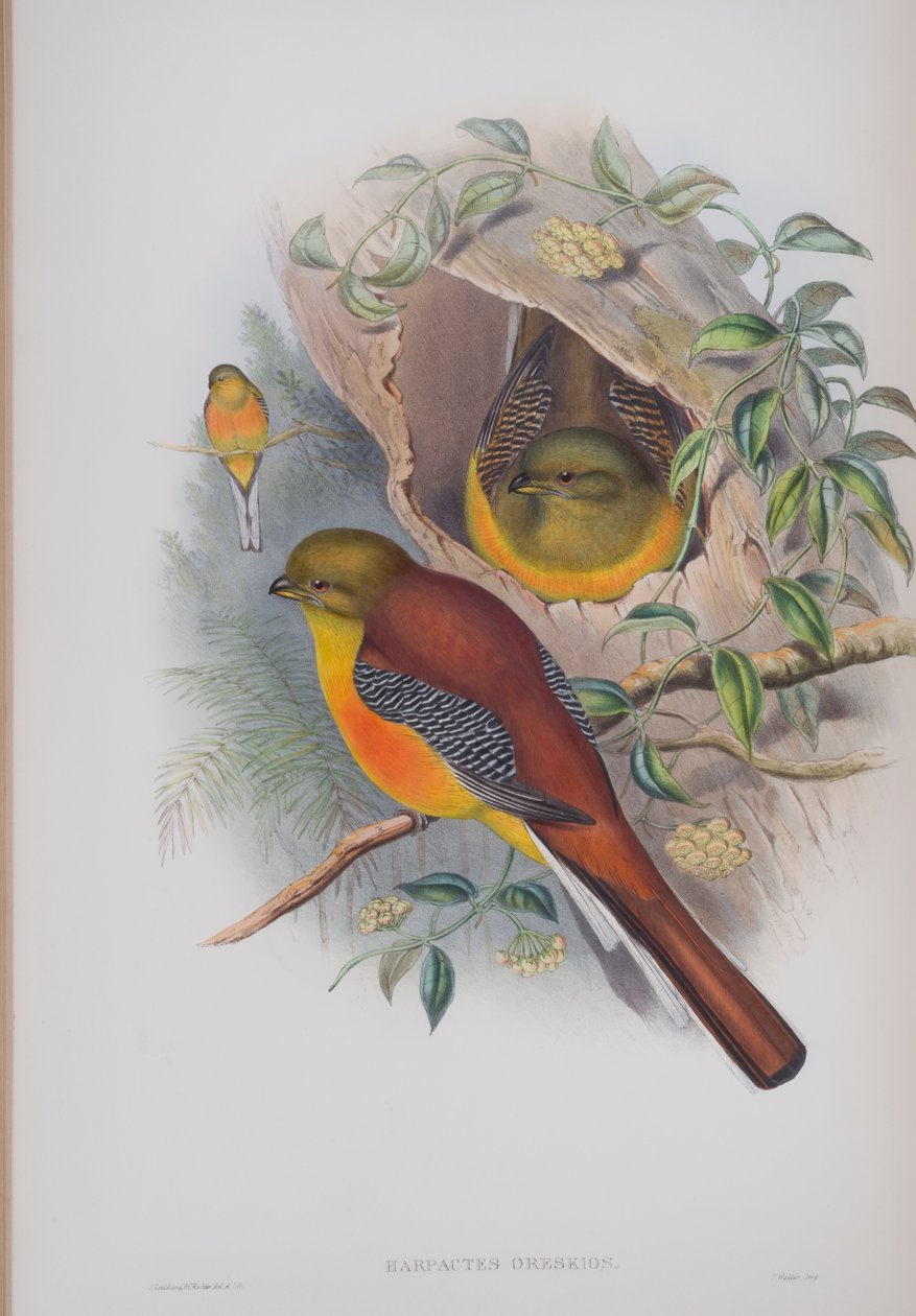 Harpactes Oreskios, tallrik från The Birds of Great Britain av John Gould, publicerad 1862-73 (handfärgad litho) av John Gould