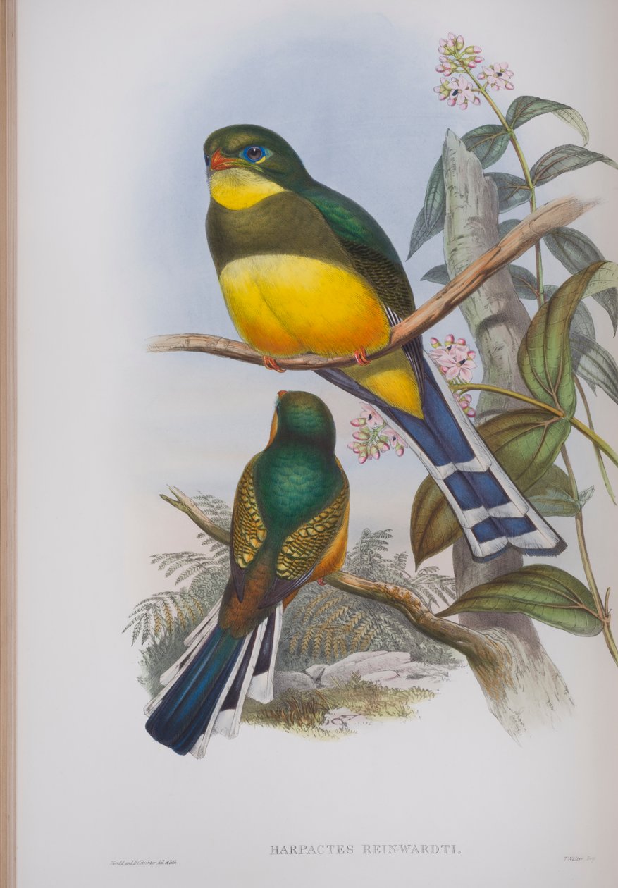 Harpactes Reinwardti, tallrik från The Birds of Great Britain av John Gould, publicerad 1862-73 (handfärgad litho) av John Gould