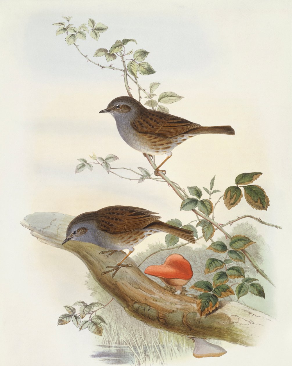 Häckaccentor (Prunella modularis), Gravyr av John Gould av John Gould