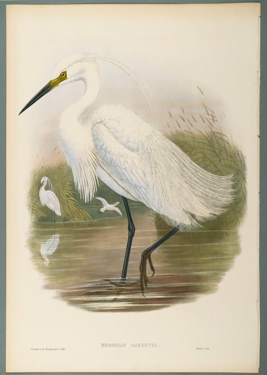 Herodias Garzetta - Little Egret (färg litho på vävt papper) av John Gould