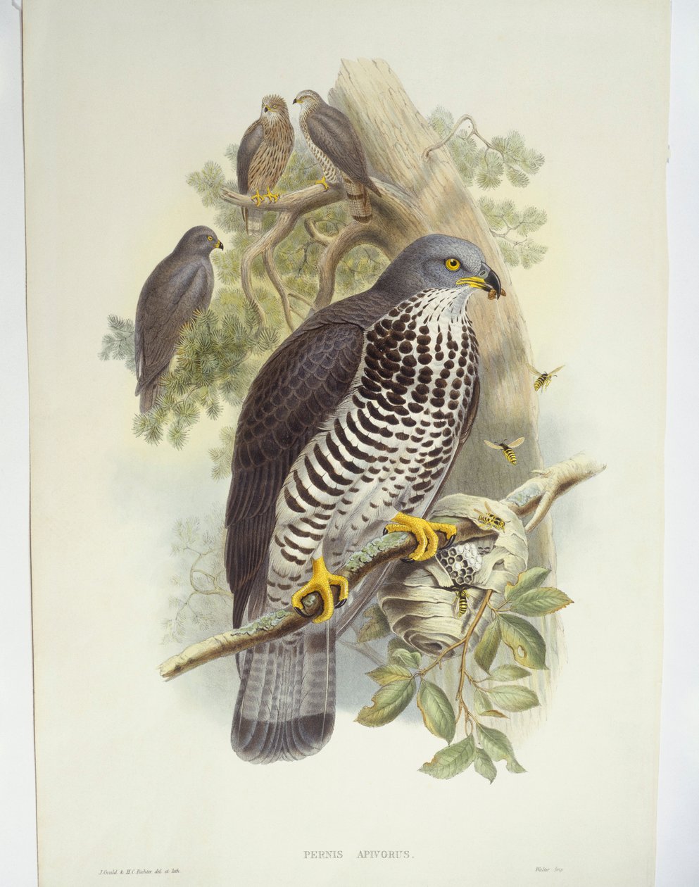 Honungsvråk (Pernis apivorus), illustration av John Gould