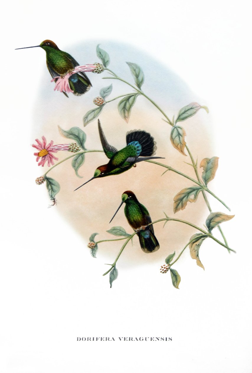 Humming Bird - Veruguan Lance-Bill, fåglar från Costa Rica , gravyr från bok av John Gould (1804-1881) "Tropical Birds" av John Gould