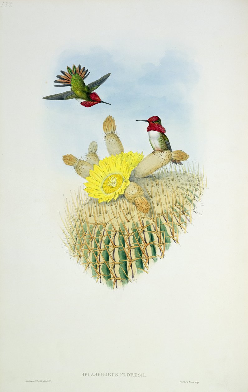 Hummingbird, graverad av Walter och Cohen av John Gould