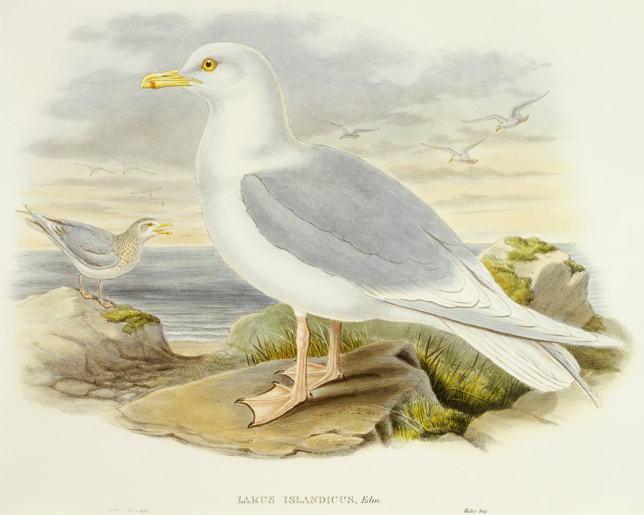 Islandsmås (Larus glaucoides), Gravyr av John Gould av John Gould
