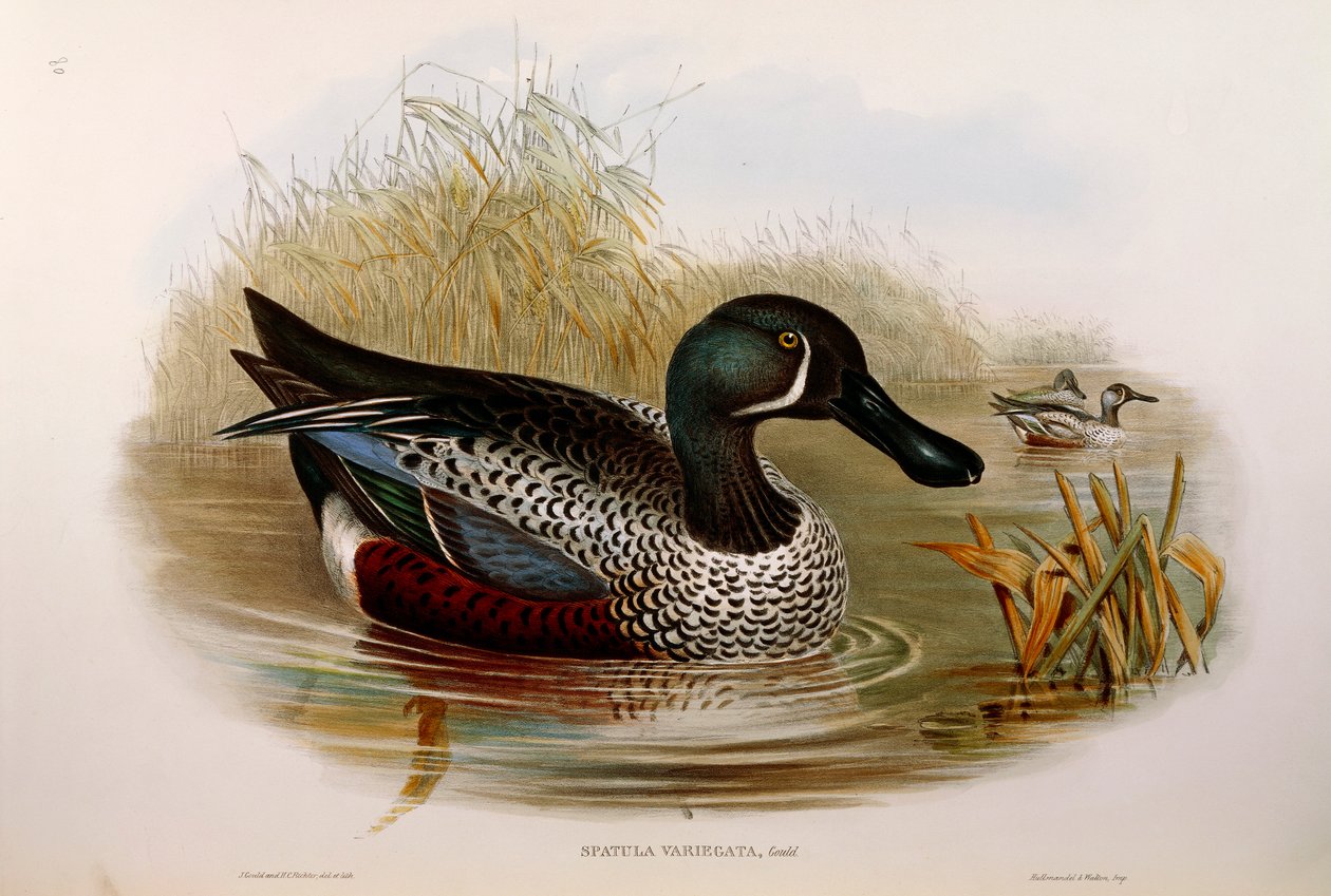 Illustration från John Goulds "The Birds of Australia" som representerar Australasian Shoveler Anas rhynchotis variegata, av Oscar Dressler av John Gould