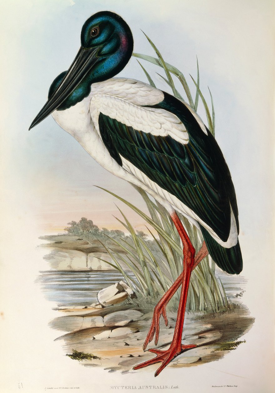 Illustration från John Goulds "The Birds of Australia" som representerar den svarthalsade storken Ephippiorhynchus asiaticus, av John Gould