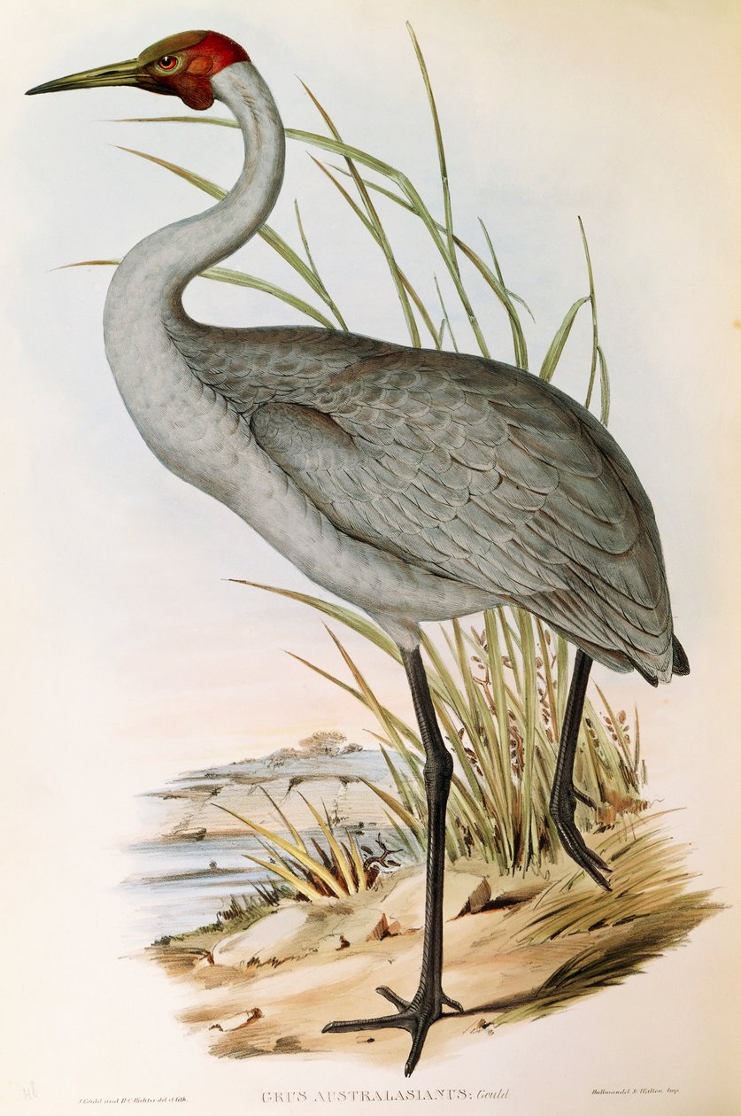 Illustration från John Goulds "The Birds of Australia" som representerar Brolga Grus rubicunda, av John Gould