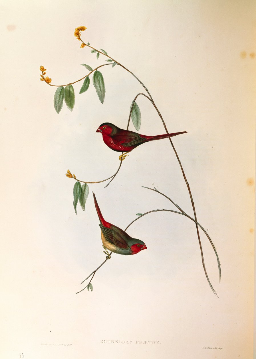 Illustration fra John Goulds "The Birds of Australia" repræsenterende Crimson Finch Neochmia phaeton, farvet gravering av John Gould