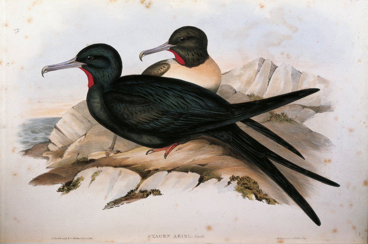 Illustration från John Goulds "The Birds of Australia" som representerar Lesser Fregatabird Fregata ariel, av Oscar Dressler av John Gould