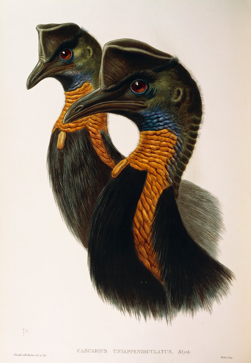 Illustration från John Goulds "The Birds of Australia" som representerar Northern Cassowary Casuarius unappendiculatus, av Oscar Dressler av John Gould
