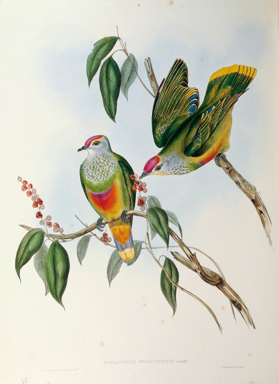 Illustration från John Goulds "The Birds of Australia" som representerar Rose-crowned Fruit Dove Ptilinopus regina, av John Gould