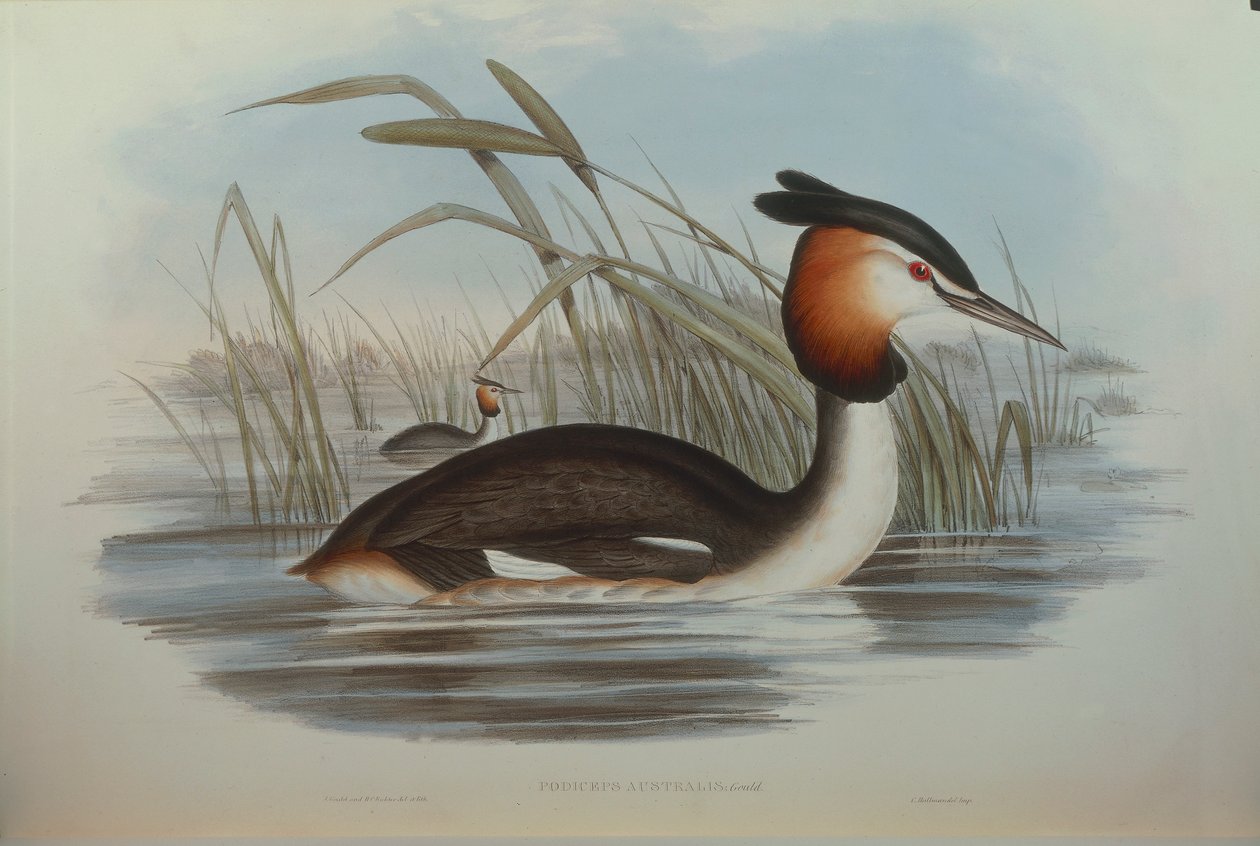 Illustration från John Goulds "The Birds of Australia" som representerar Southern Crested Dopping Podiceps cristatus australis, av Oscar Dressler av John Gould