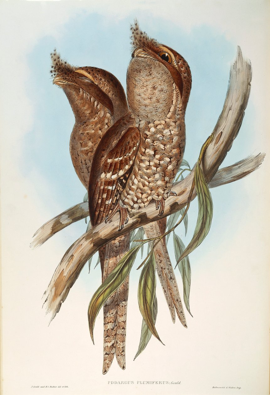 Illustration från John Goulds "The Birds of Australia" som representerar Tawny Frogmouth Podargus strigoides, av Oscar Dressler av John Gould
