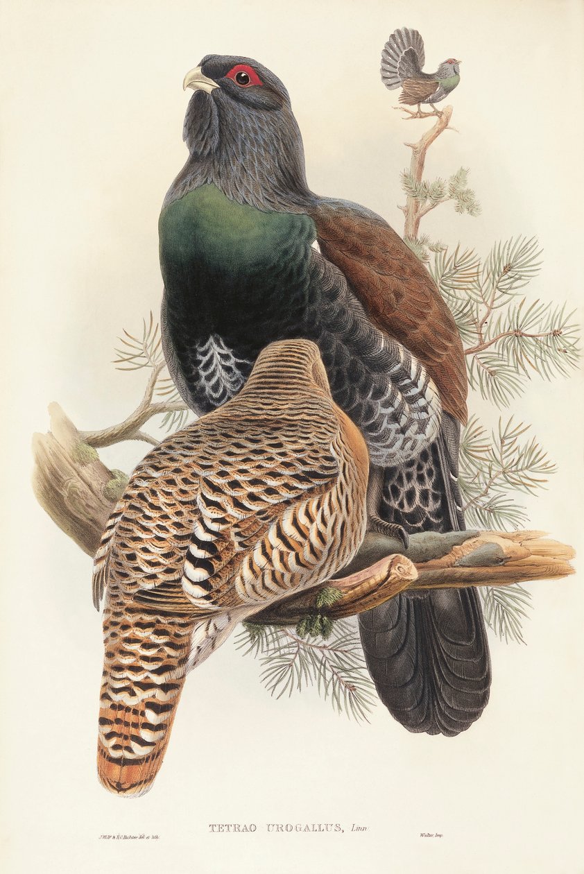 Illustration från John Goulds "The Birds of Great Britain" som representerar Capercaillie Tetrao urogallus av John Gould
