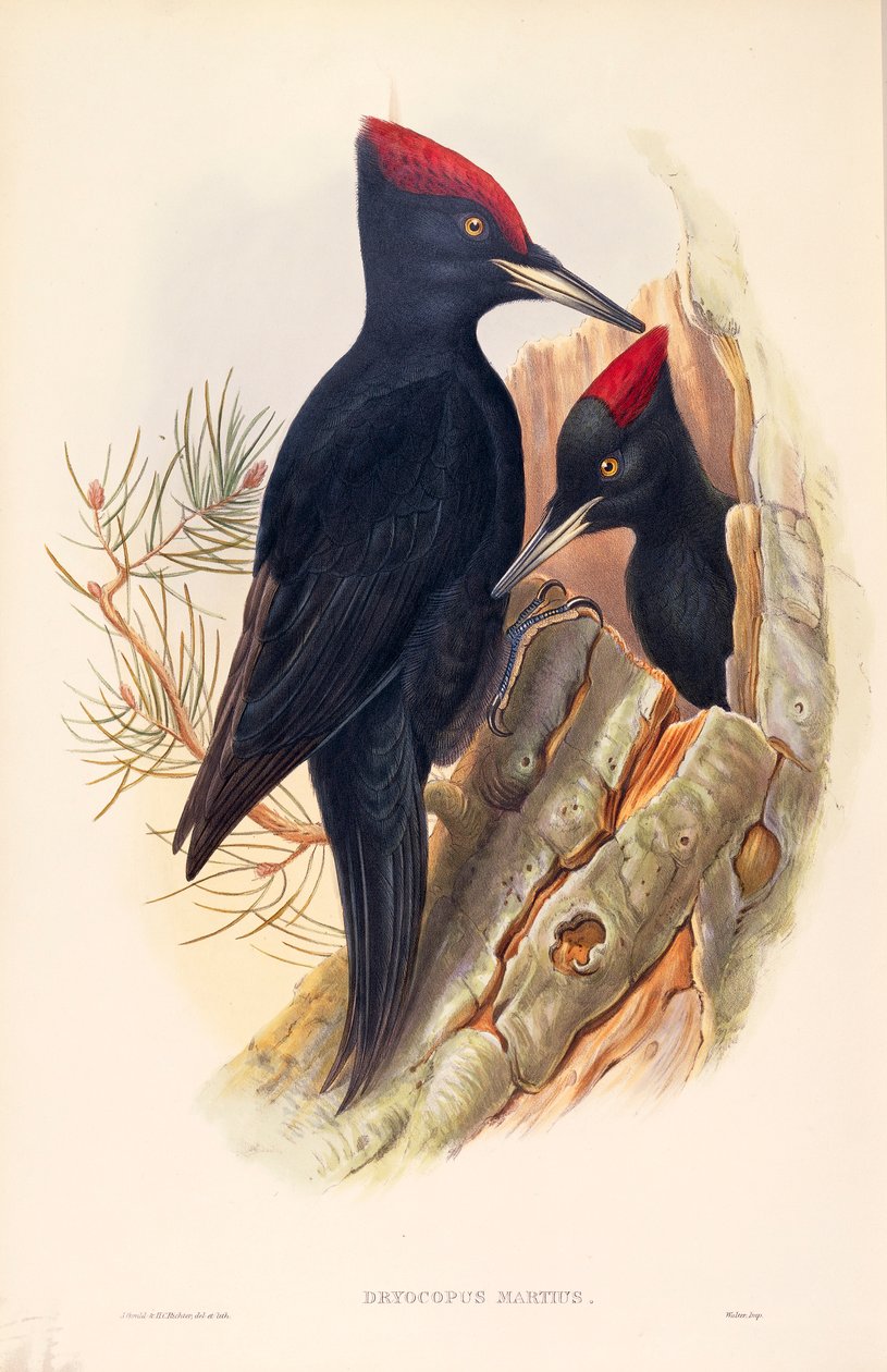 Illustration från John Goulds "The Birds of Great Britain" som representerar ett par svarta hackspettar Dryocopus martius av John Gould