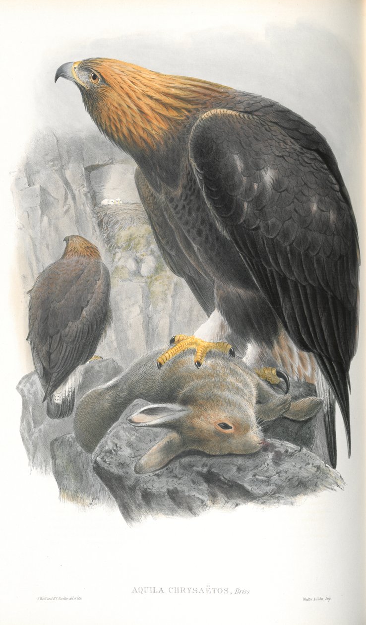 Illustration av Aquila Chrysaetos (Golden Eagle) av John Gould