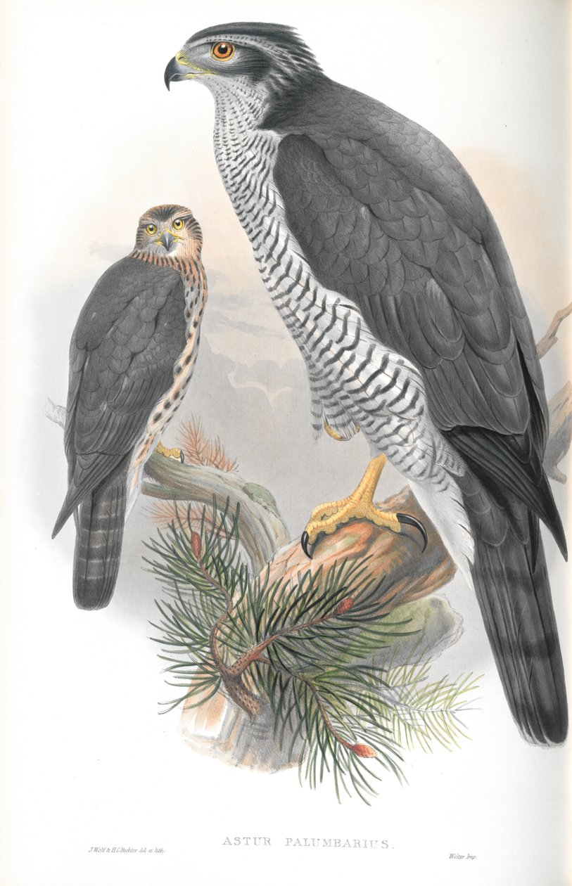 Illustration av Astur Palumbarius (Goshawk) av John Gould