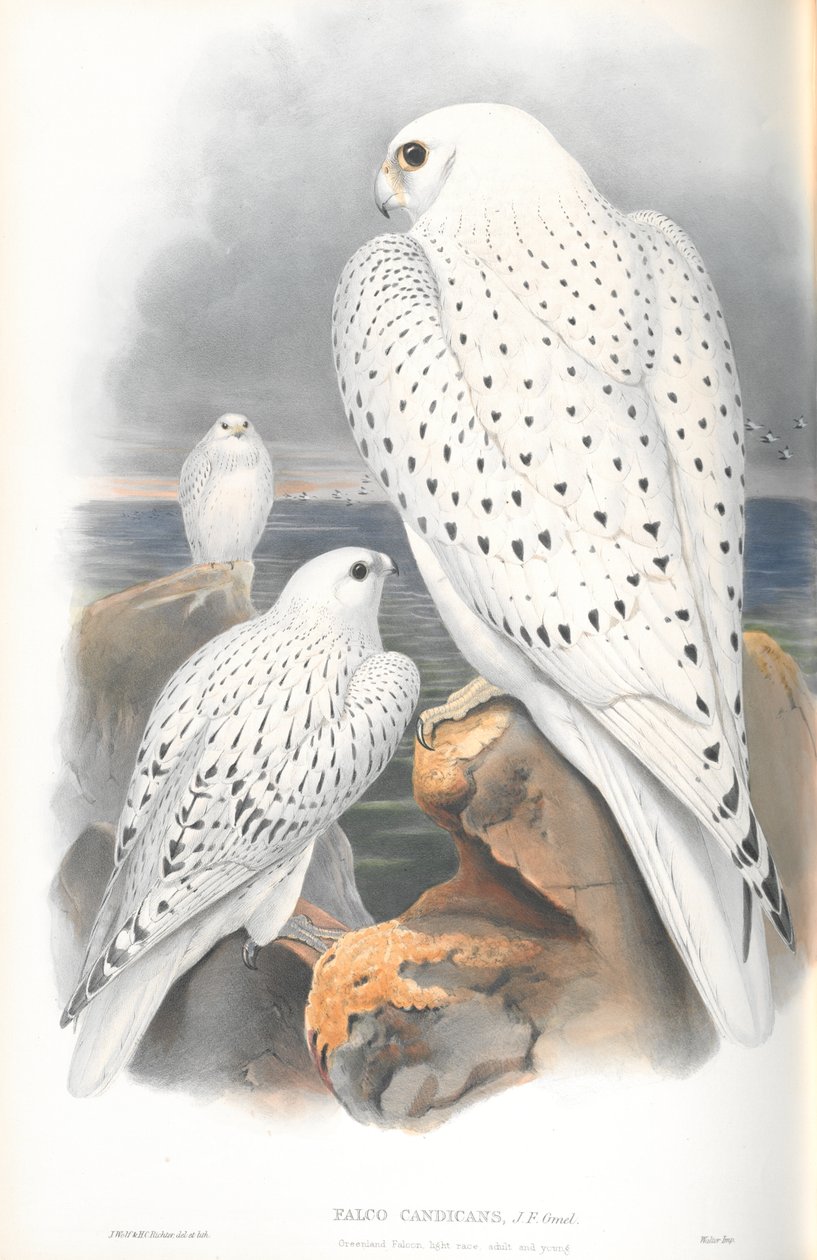 Illustration av Falco Candicans (Grönland Falcon Light Race) av John Gould