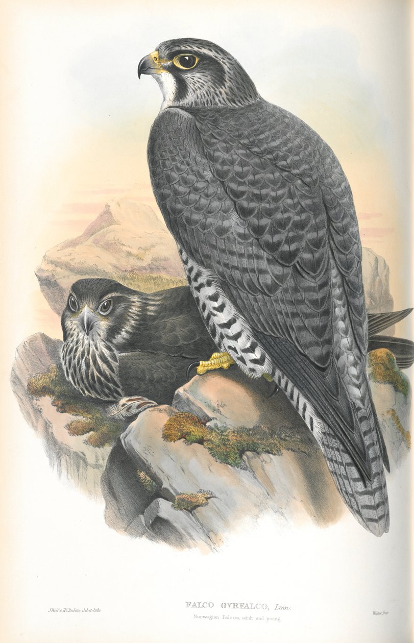 Illustration av Falco Gyrfalco (norsk Gyrfalcon) av John Gould