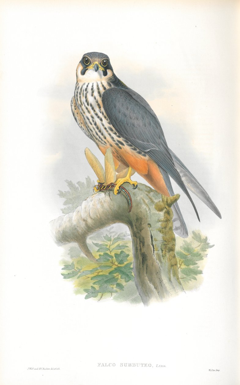 Illustration av Falco Subbuteo (hobby) av John Gould