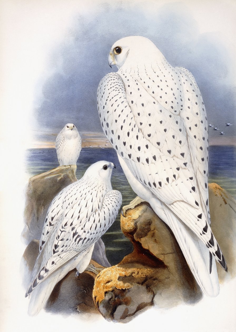 Illustration av falkar, 1873 av John Gould