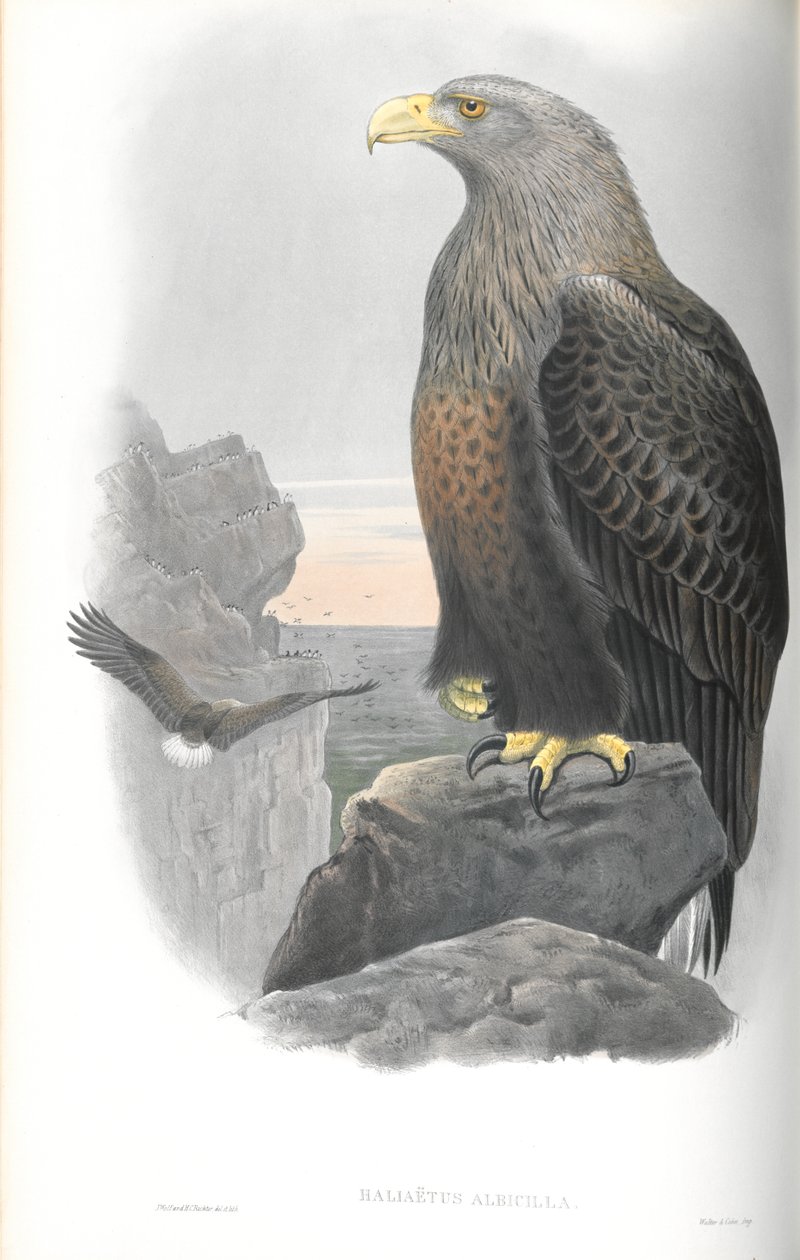 Illustration av Haliaeetus Albicilla (havsörn) av John Gould