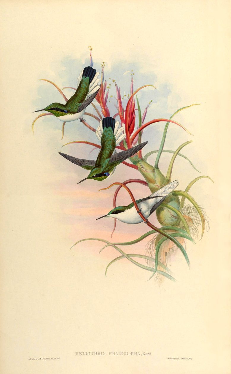 Illustration av Heliothrix phaïnolæma (= Heliothryx auritus phainolaemus) (kolibri) på Tillandsia bulbosa (bromeliad) av John Gould