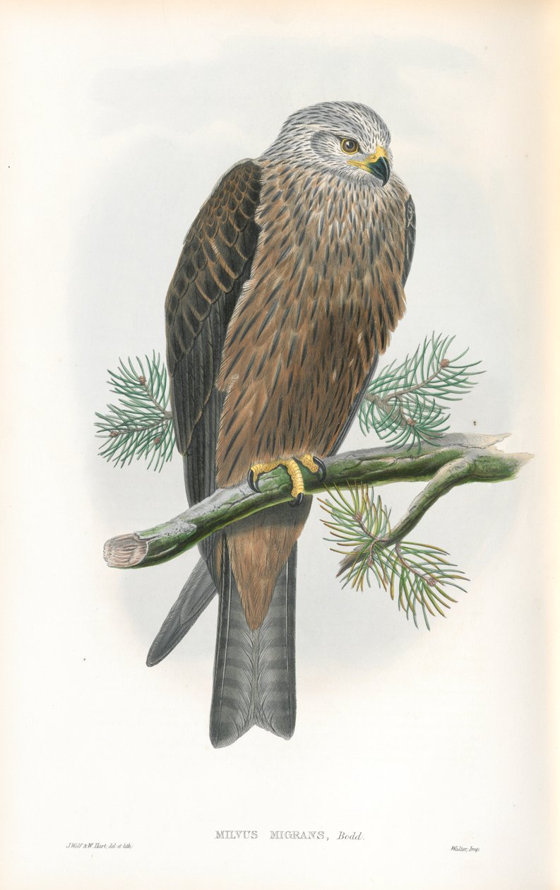 Illustration av Milvus Migrans (svart drake) av John Gould