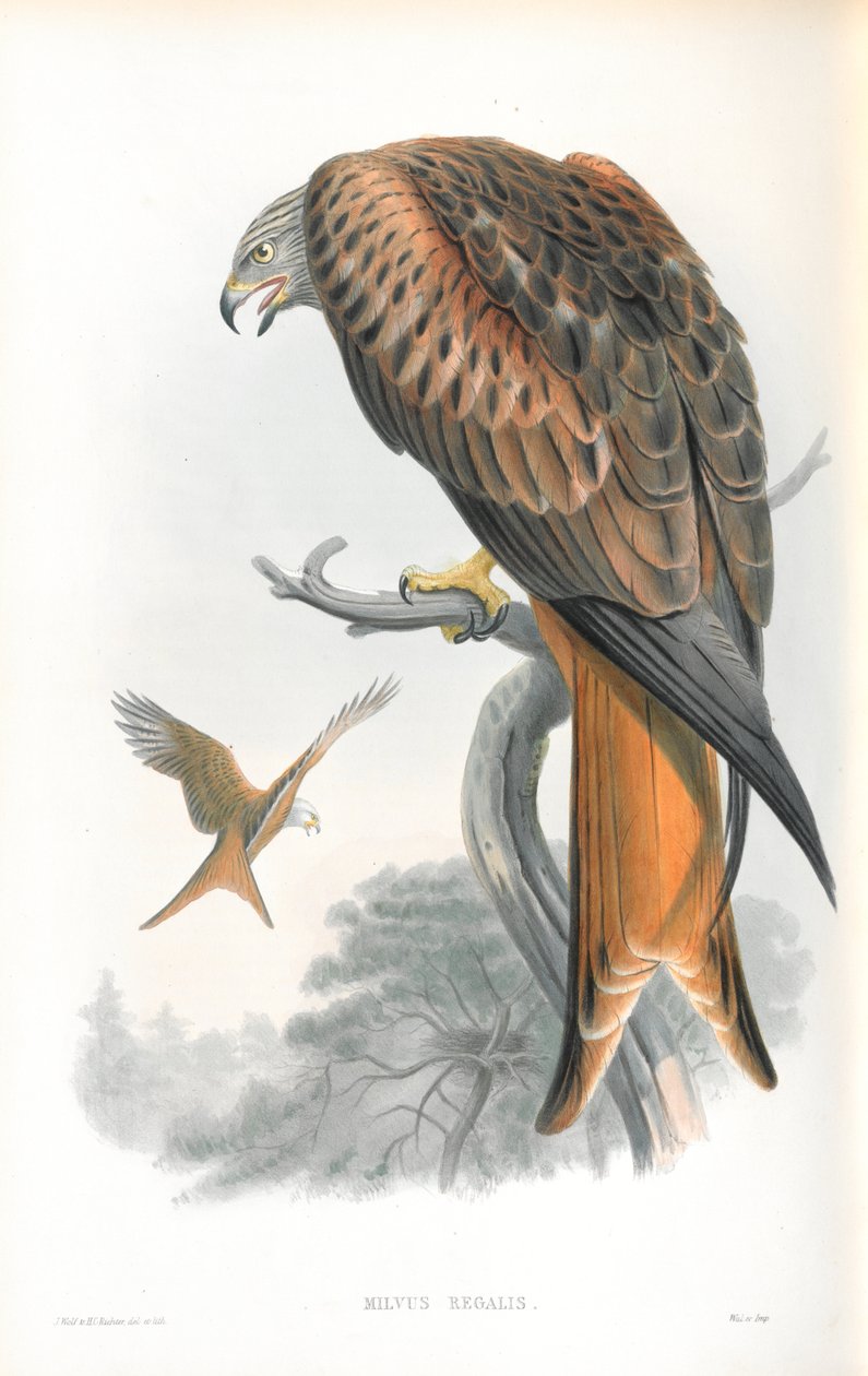 Illustration av Milvus Regalis (drake; Gilead) av John Gould