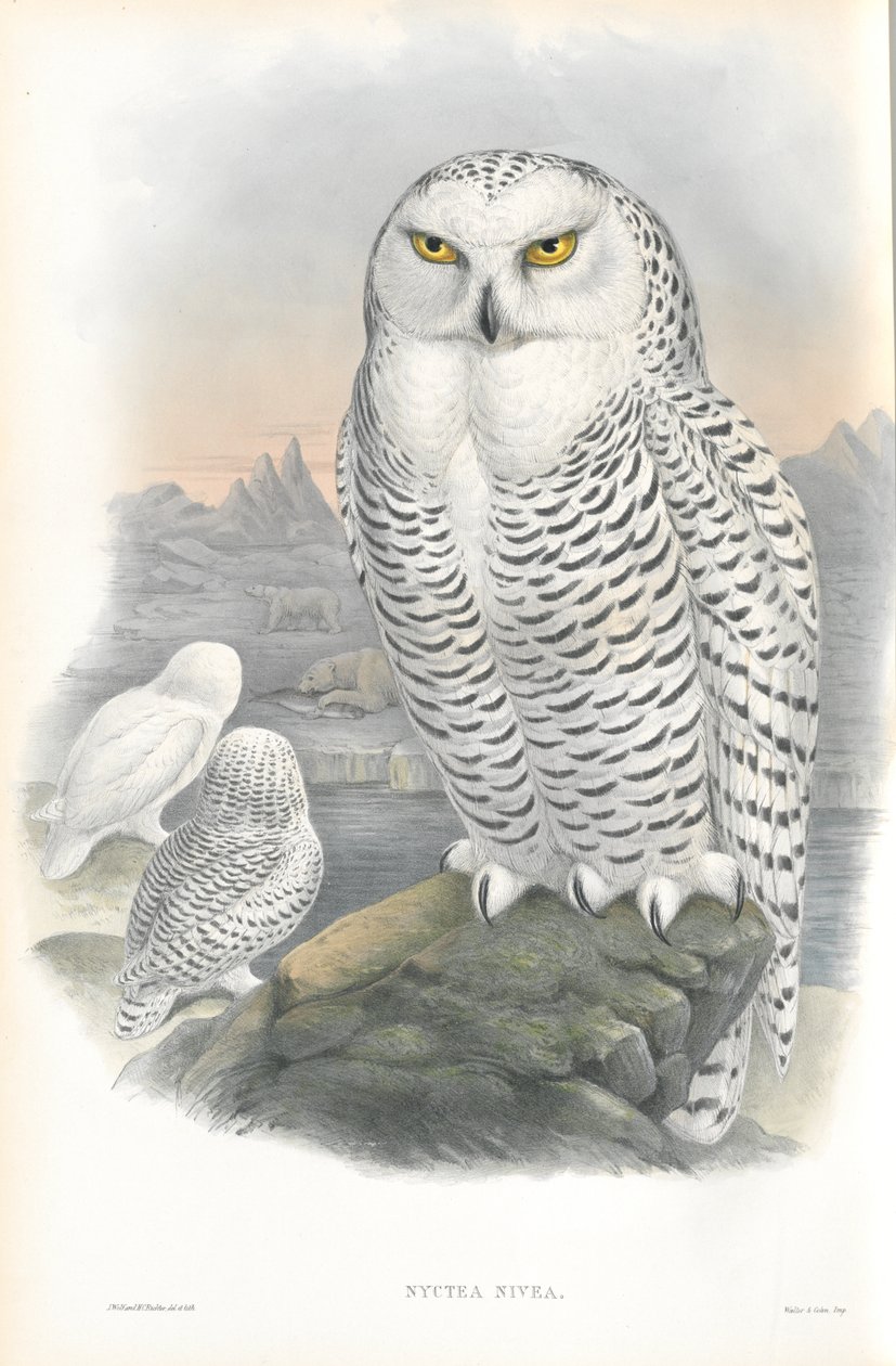 Illustration av Nyctea Nivea (snöuggla) av John Gould