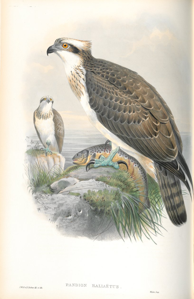 Illustration av Pandion Haliaetus (fiskgjuse) av John Gould