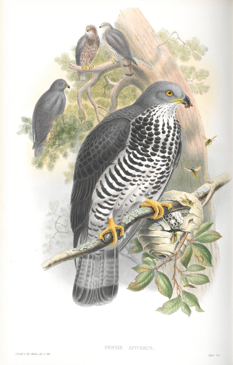 Illustration av Pernis Apivorus (honungsvråk) av John Gould
