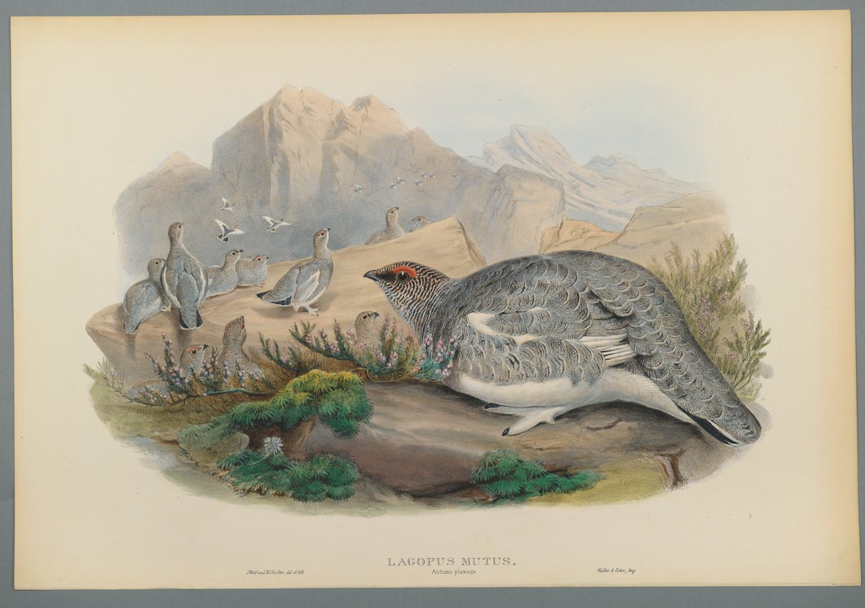 Lagopus Mutus, höstens fjäderdräkt: ripa (färg litho på vävt papper) av John Gould