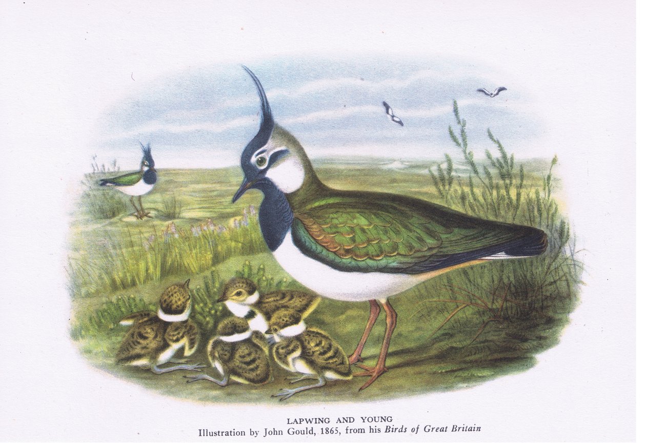 Lapwing and young, Nature in Britain publicerad av Collins, 1946 av John Gould