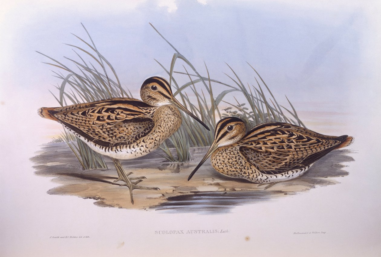 Lathams snipa (Gallinago hardwickii), Gravyr av John Gould av John Gould