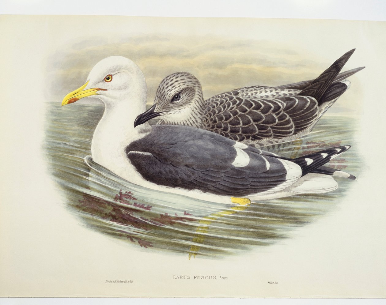 Mindre mås (Larus fuscus), illustration av John Gould